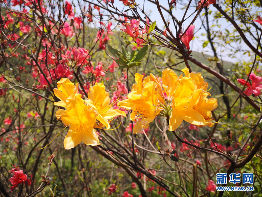 最美人間四月天，高山杜鵑映山紅