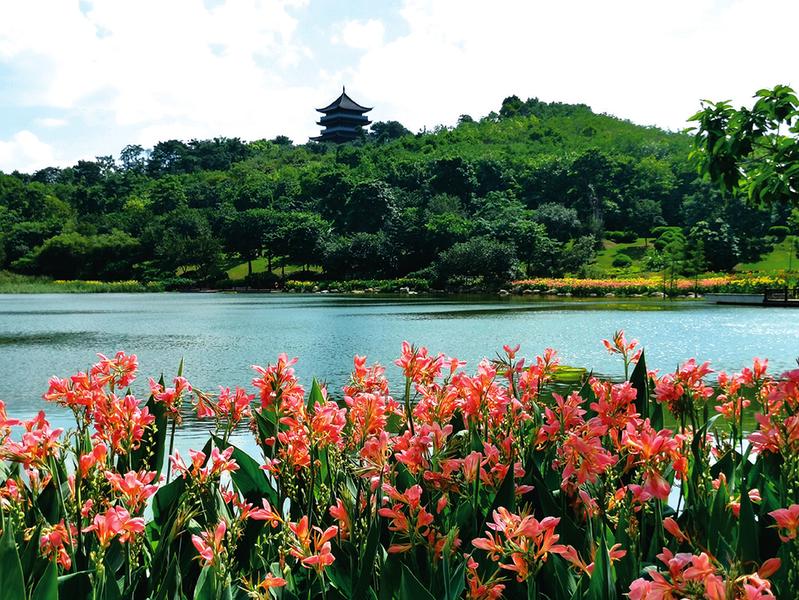 美在當夏 來南寧青秀山邂逅“夏雨荷”