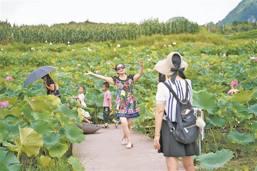 廣西南丹：盛夏荷花醉遊人