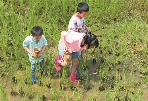 廣西柳城縣：仫佬山鄉奔小康