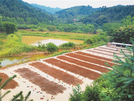 廣西藤縣：八角飄香 帶富一方