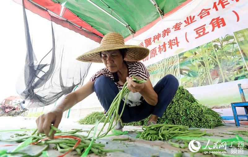 種植豆角助脫貧