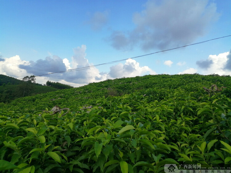 廣西靈山縣盆山村：一朵玉蘭花強了村富了民