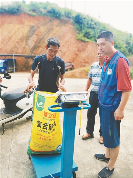 廣西藤縣：八角飄香 帶富一方