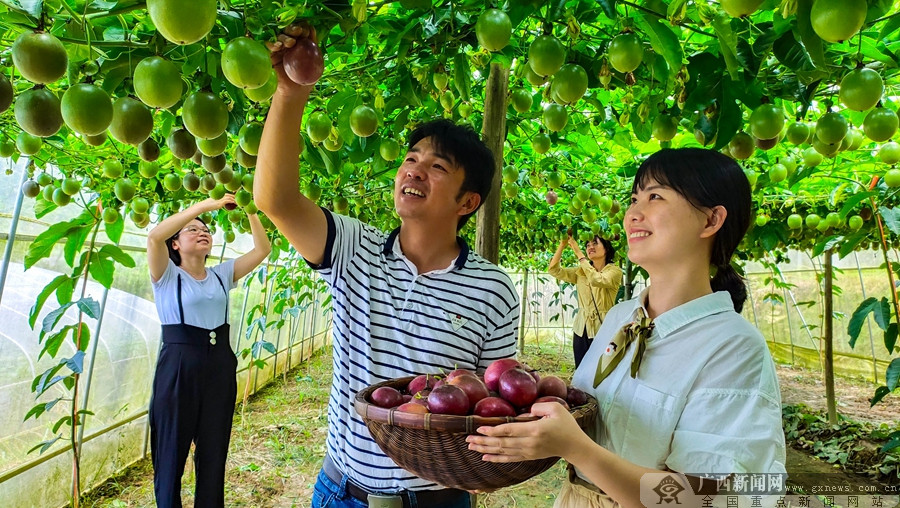 廣西桂林：農旅融合興産業 拓寬瑤鄉致富路