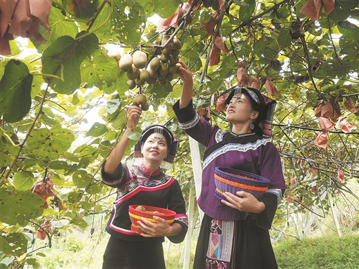 廣西樂業紅心獼猴桃熟了