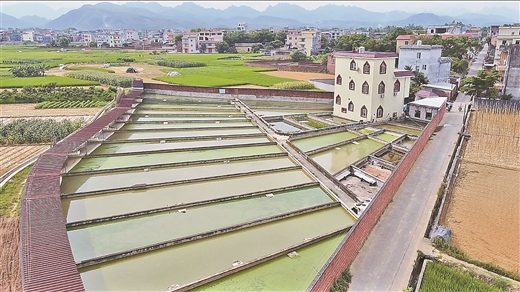 黃沙鱉成為廣西桂平市一張亮麗名片