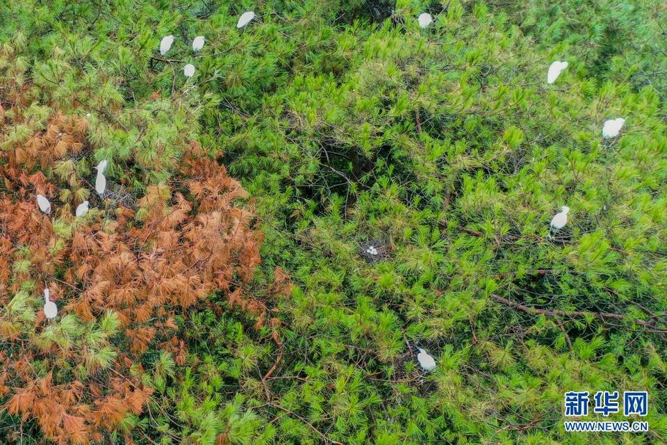 廣西桂林：綠水青山鷺鳥來