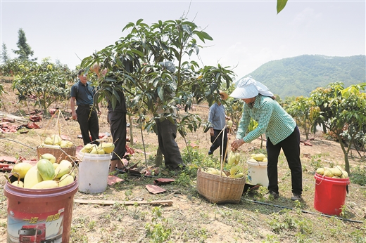 廣西大化：荒坡種出金芒果