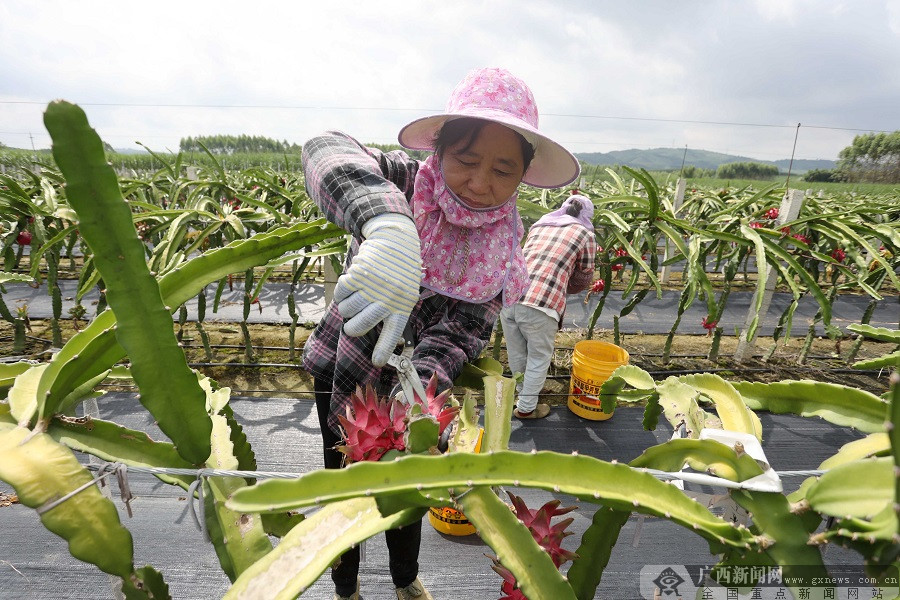 廣西柳城：火龍果帶來“火紅”生活