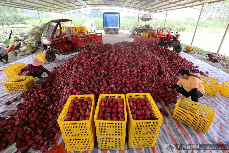 廣西柳城：火龍果帶來“火紅”生活