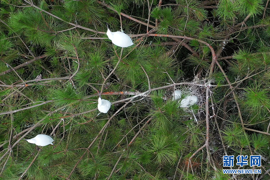 桂林市臨桂區：山水如畫 白鷺翩翩