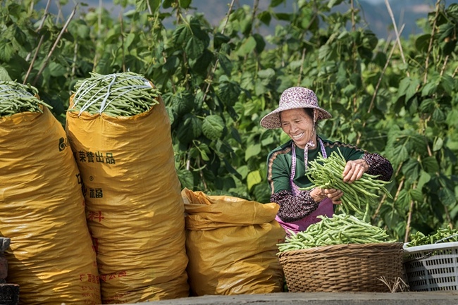 廣西百色：鄉村美 産業興