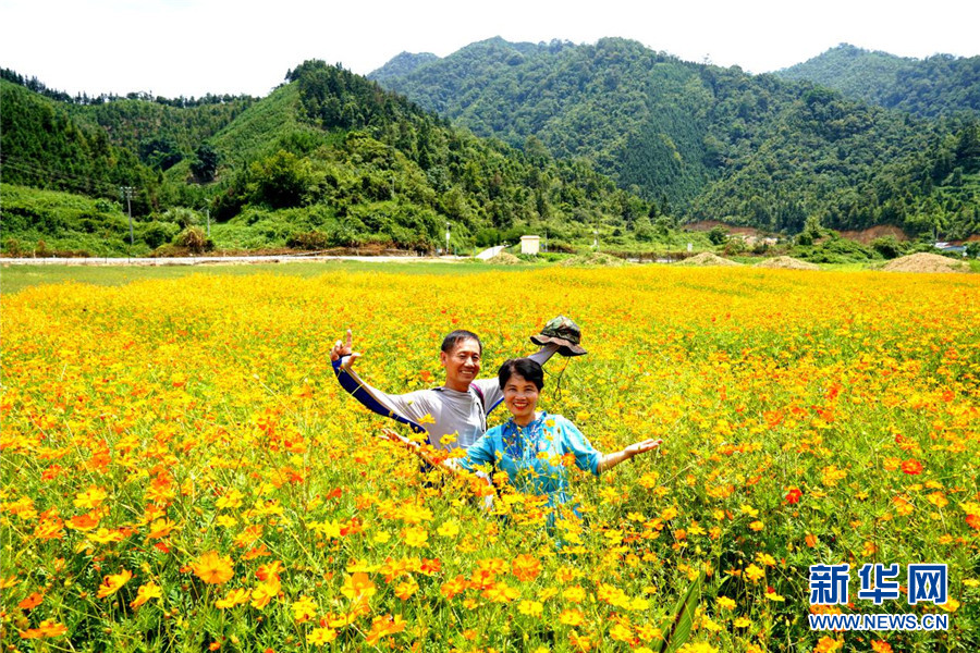 廣西百色：青山綠水間 金色花海醉遊人