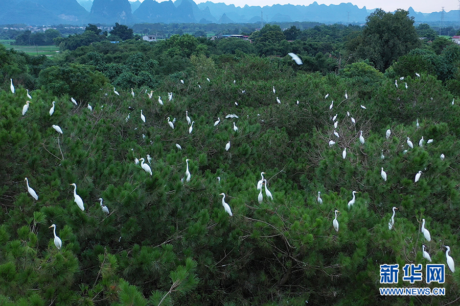 桂林市臨桂區：山水如畫 白鷺翩翩