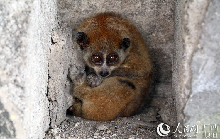 廣西民警成功救助國家一級野生保護動物蜂猴