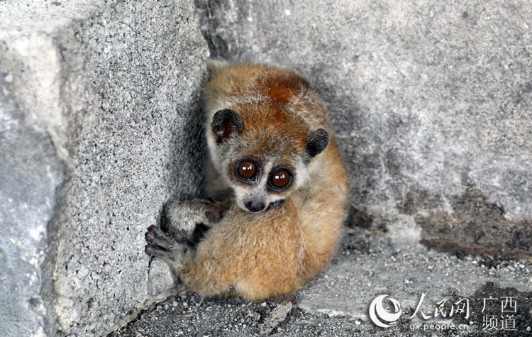 廣西民警成功救助國家一級野生保護動物蜂猴