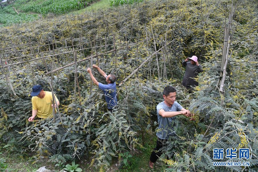 廣西環江：中草藥種植助增收