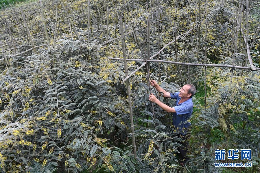 廣西環江：中草藥種植助增收