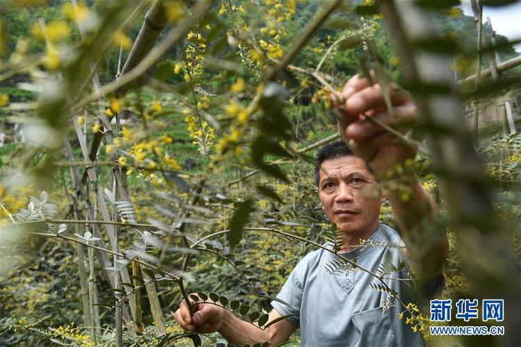 廣西環江：中草藥種植助增收