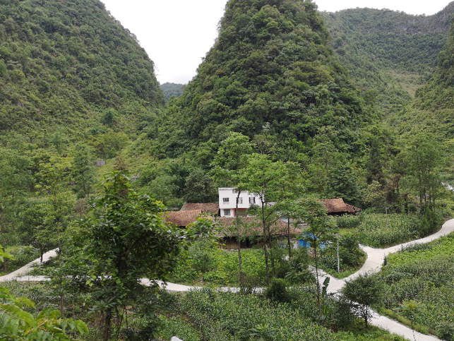 廣西淩雲縣：大石山區“毛細血管”暢通致富路