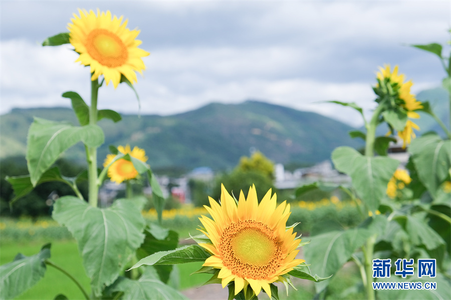 廣西武宣縣：萬朵金葵花與古莊園的秋日邂逅