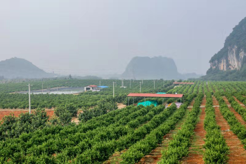 南寧市西鄉塘區：柑橘聯盟助農增收脫貧