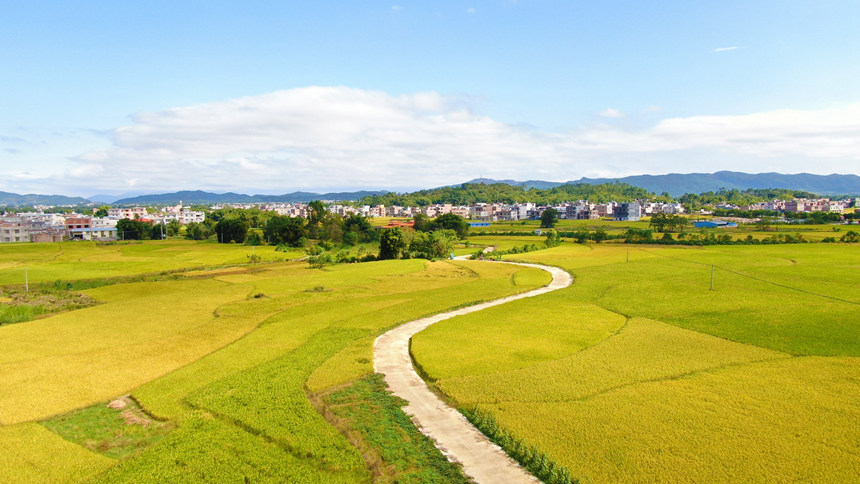 廣西鍾山：稻花香裏説豐年