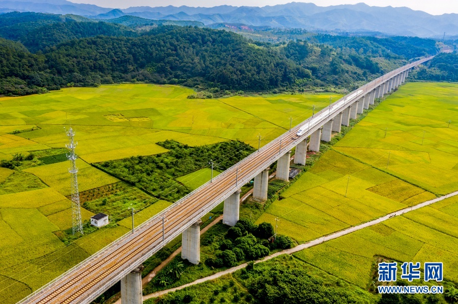 秋日南國| 大地鋪金舞銀蛇