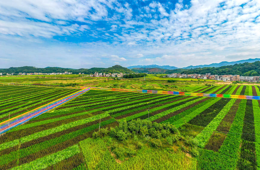 廣西梧州：斑斕“五彩稻” 糧景“雙豐收”