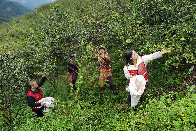 廣西三江：千畝油茶迎豐收 助農致富有盼頭