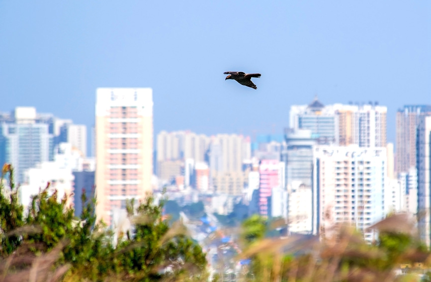 廣西北海：越冬候鳥海面嬉戲