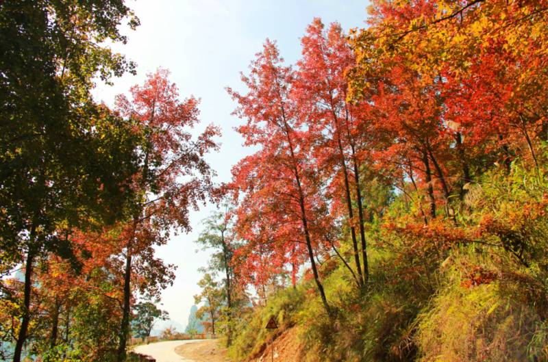 廣西田陽：楓林如火 漫山紅遍