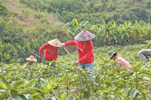 廣西岑溪：山青水碧産業旺