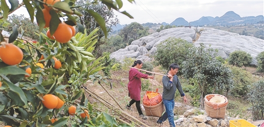 陽朔金桔 香飄萬里