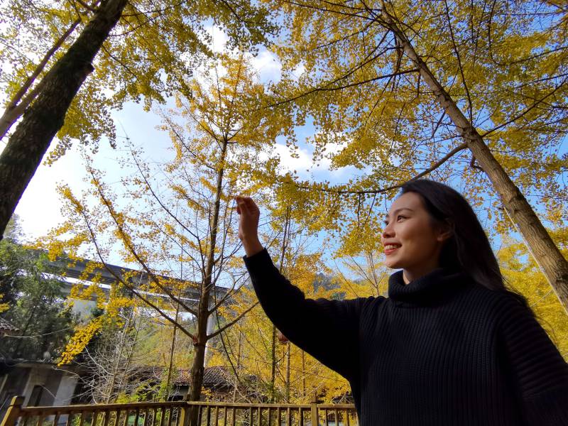 廣西南丹：田園銀杏黃 遍地黃金甲