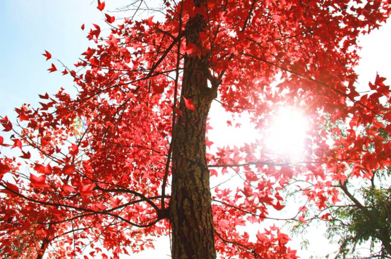 廣西田陽：楓林如火 漫山紅遍