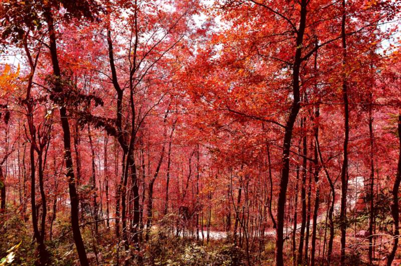 廣西田陽：楓林如火 漫山紅遍