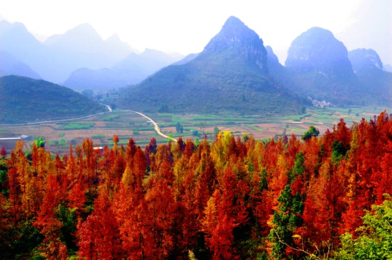 廣西田陽：楓林如火 漫山紅遍