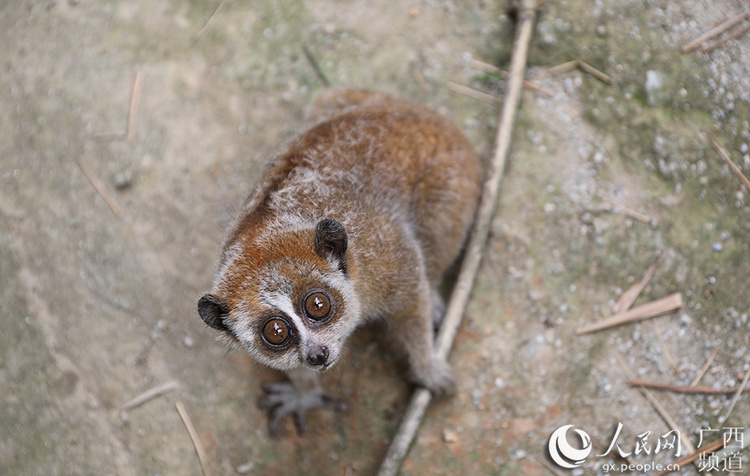 廣西憑祥民警再救助國家一級野生保護動物蜂猴