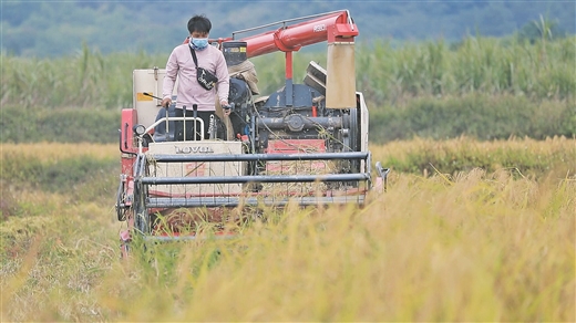 廣西上思：香糯稻香飄 農民笑聲揚