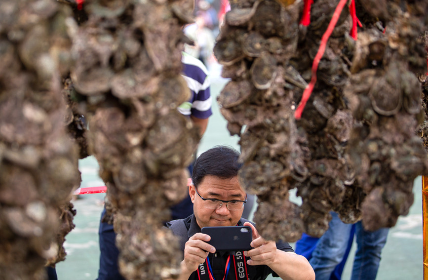 廣西欽州：正是大蠔肥美時