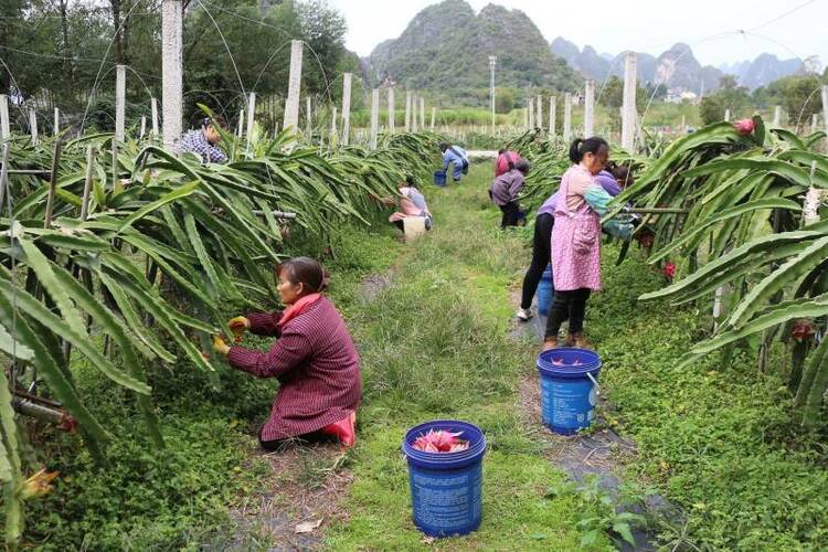 廣西陽朔：火龍果迎豐收 映紅村民好日子