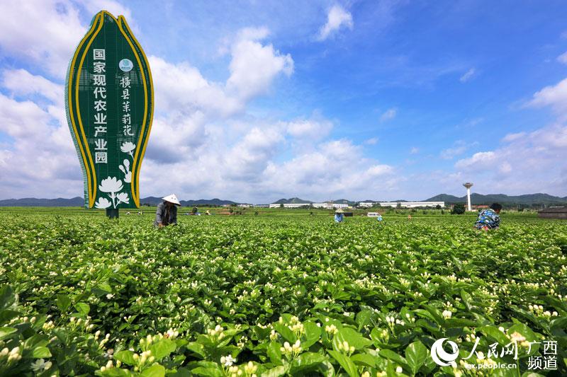 茉莉花都香飄世界 ——橫縣好一朵茉莉花繪出新發展嶄新畫卷