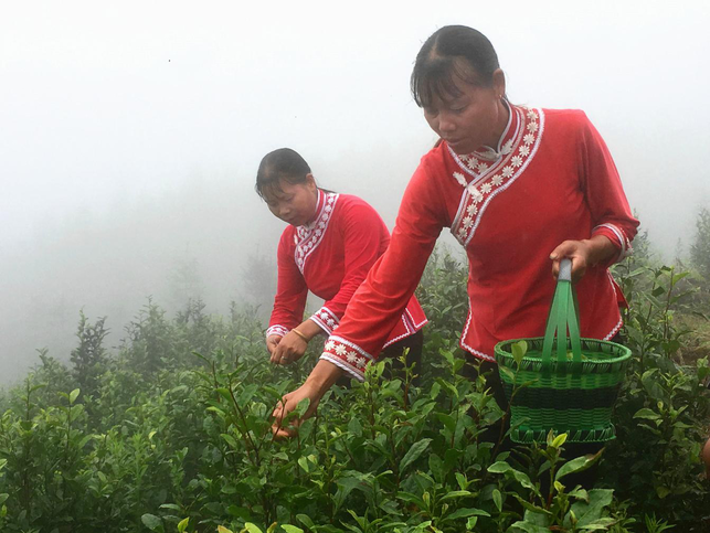 廣西田林：小茶葉扶貧有大作為