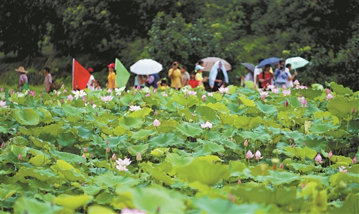 萬人匯聚 暢遊花海