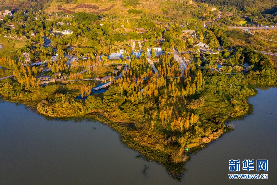 廣西梧州：蒼海濕地公園冬日景如畫