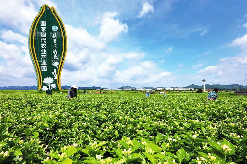 茉莉花都香飄世界 ——橫縣好一朵茉莉花繪出新發展嶄新畫卷