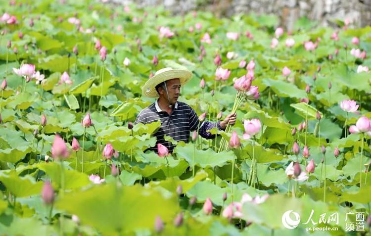 廣西三江：荷花飄香引客來