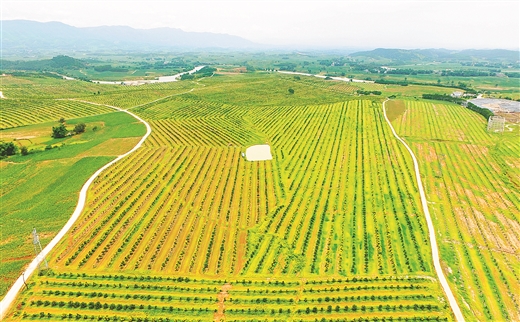 廣西上思：把種植基地周邊貧困戶聯結到産業鏈上